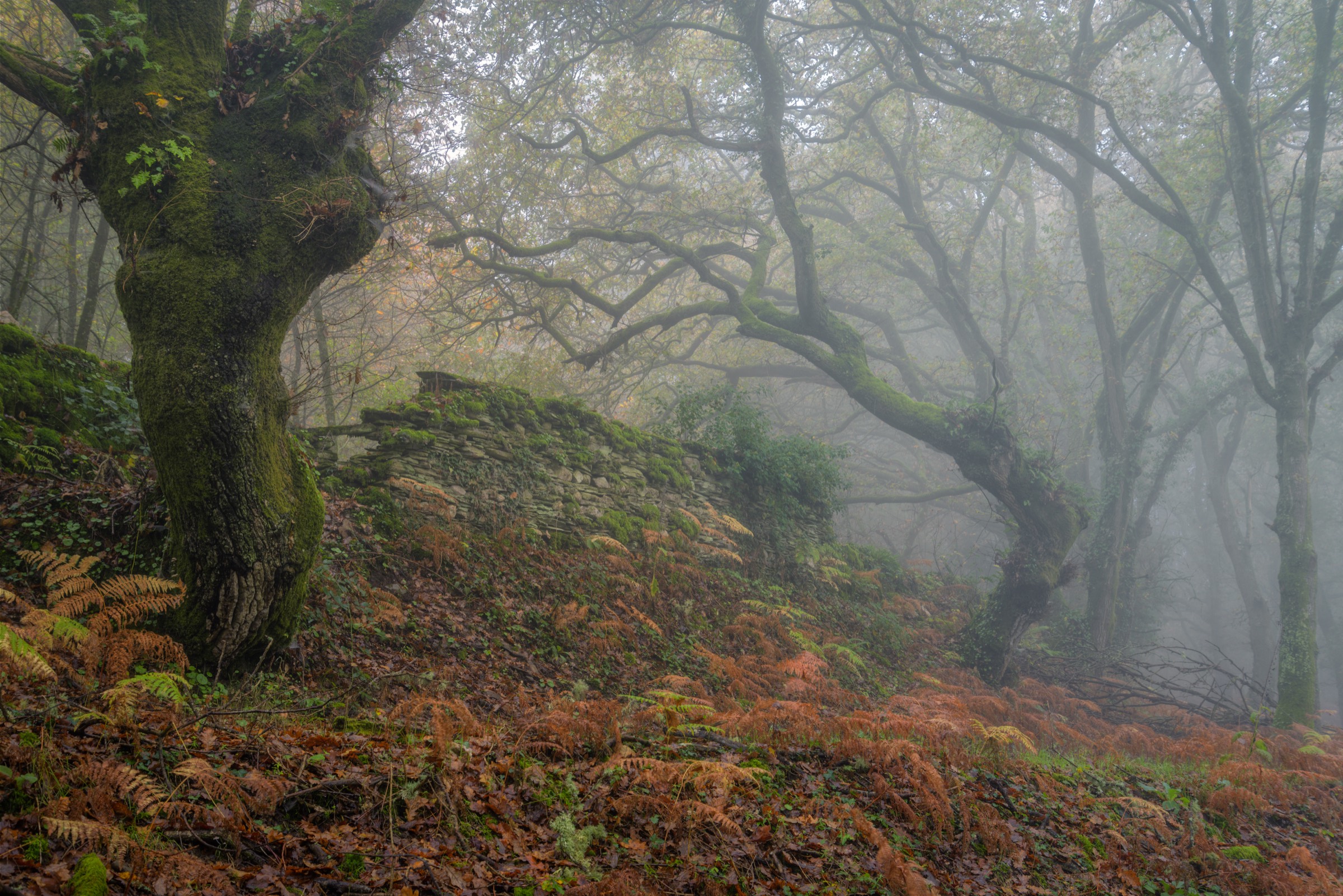 Misty oak woodland in the mountains of North Wales